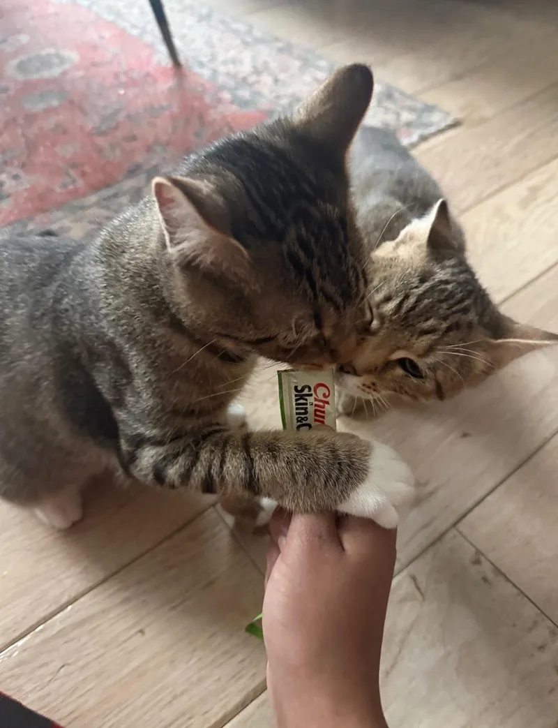 Sweet Tooth & Sugar thumbnail 3