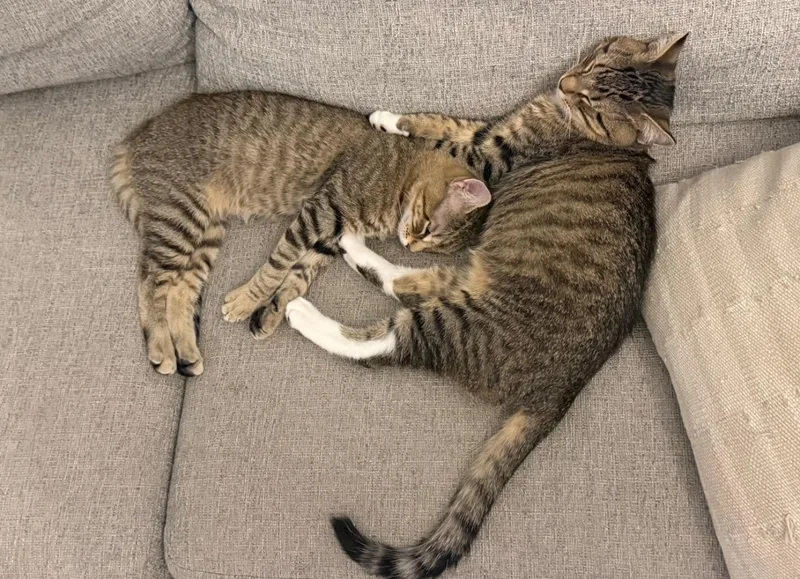 Sweet Tooth & Sugar thumbnail 4