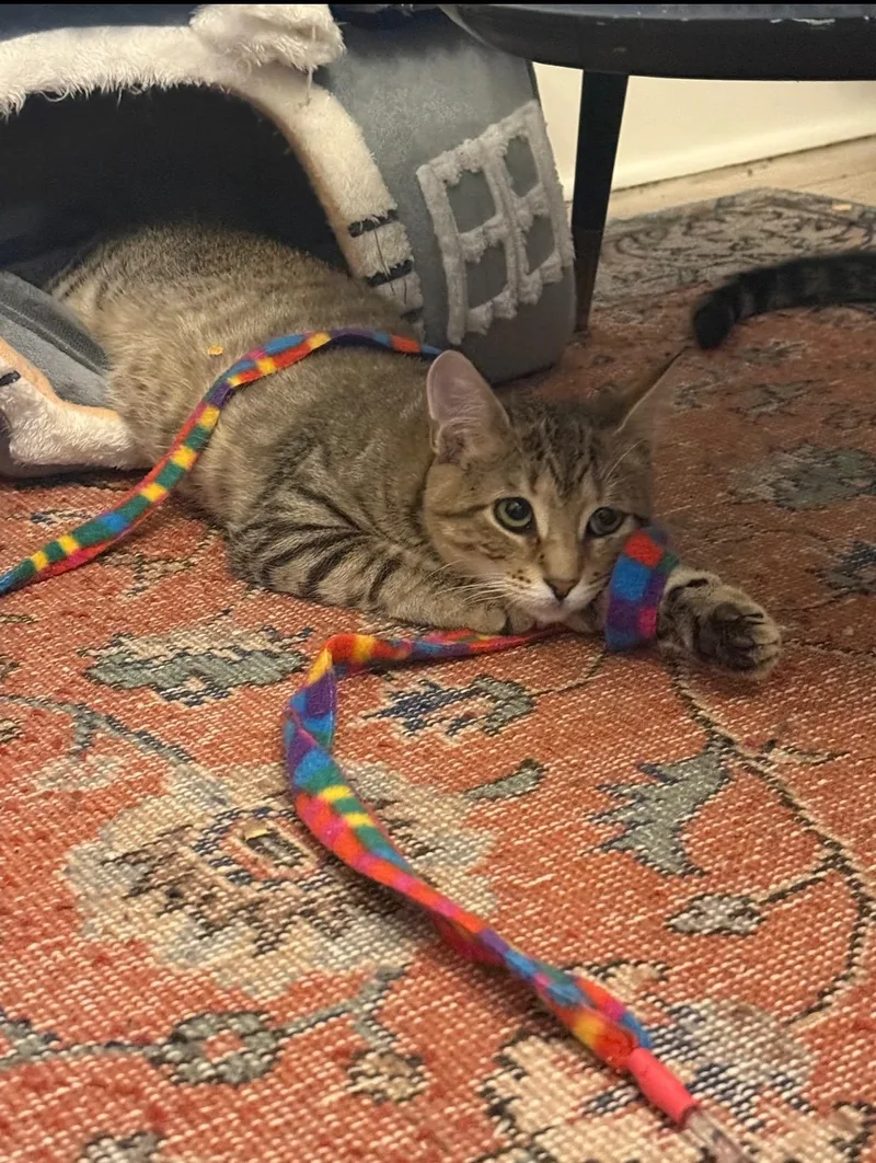 Sweet Tooth & Sugar thumbnail 5