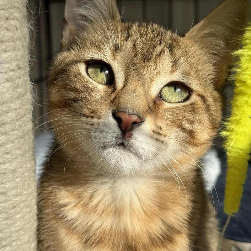 Sweet Tooth & Sugar thumbnail 6