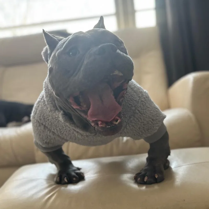 An adult medium-sized male Brindle Pit Bull Terrier dog named Rhino for adoption in Rochester, MN