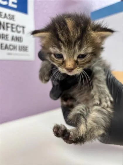 A baby small-sized female Domestic Medium Hair cat named 61324021 for adoption in El Paso, TX