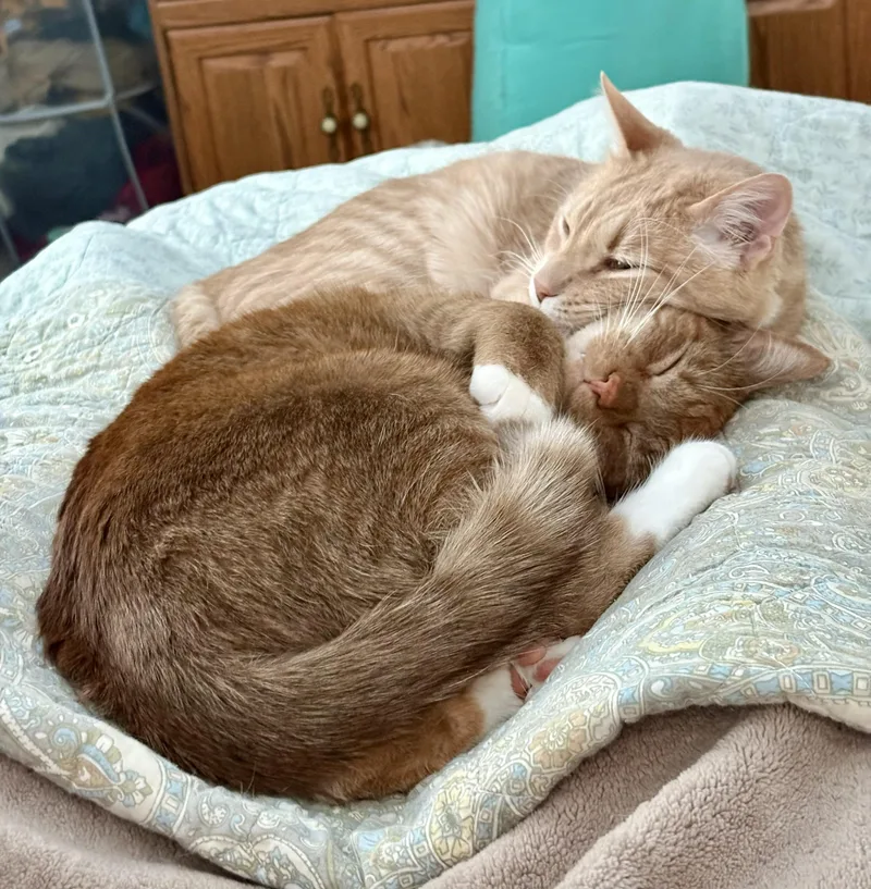 A young medium-sized male Domestic Short Hair cat named Atlas And Braeburn for adoption in Wayland, MA