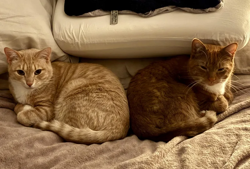 Atlas And Braeburn thumbnail 2