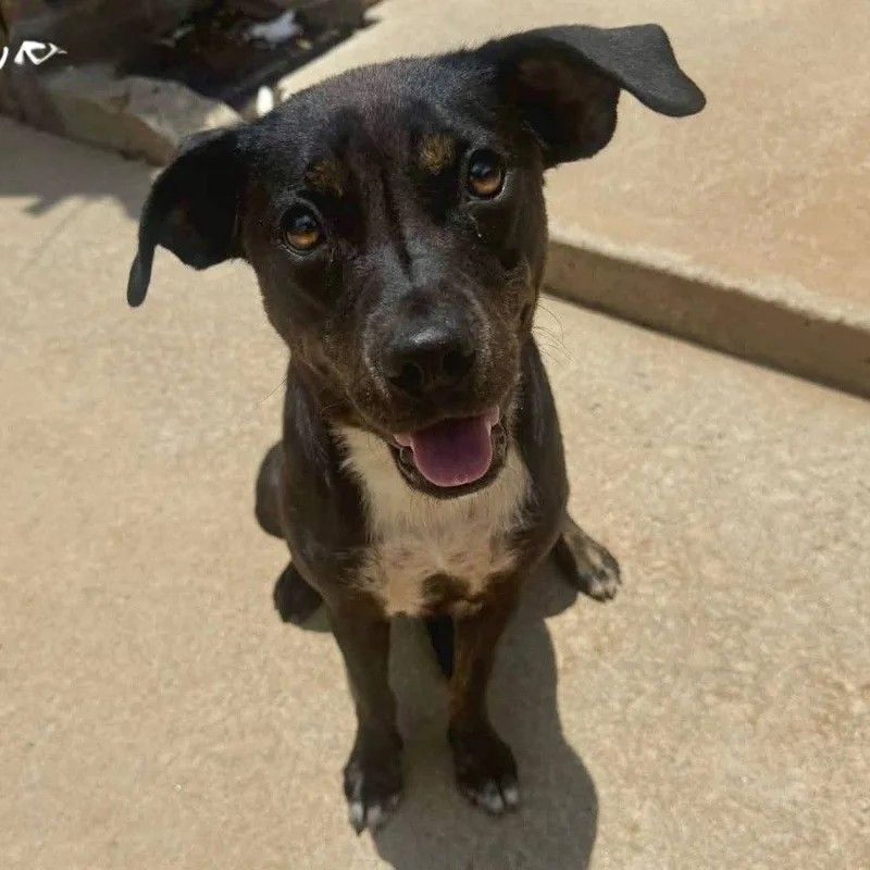 A young medium-sized female Terrier dog named Shamrock for adoption in Bloomfield, CT
