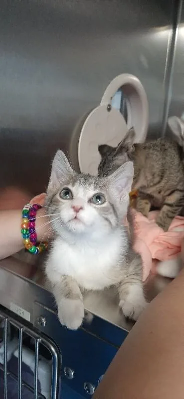 A baby medium-sized male Tabby (Gray / Blue / Silver) Domestic Short Hair cat named Dunkin for adoption in Georgetown, OH