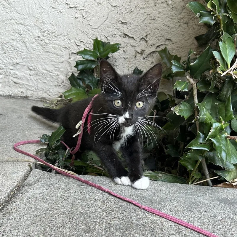 A baby small-sized female Black Domestic Short Hair cat named Flash for adoption in Tustin, CA