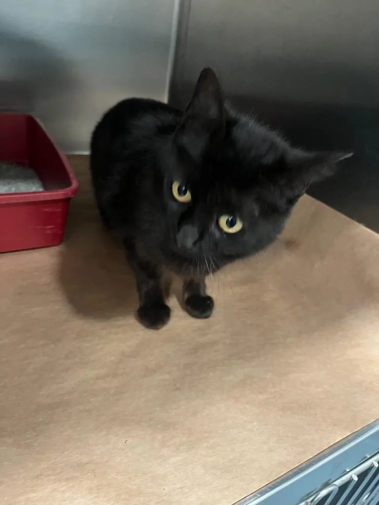 A young large-sized female Domestic Short Hair cat named Tosh for adoption in Cartersville , GA