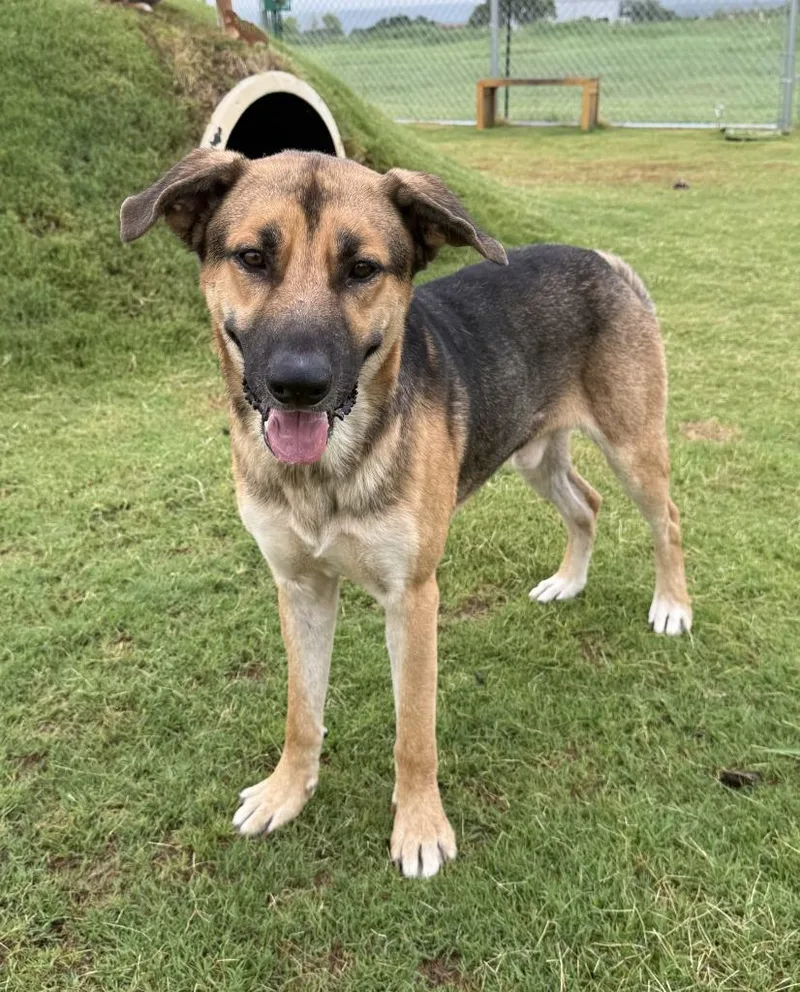 Duke