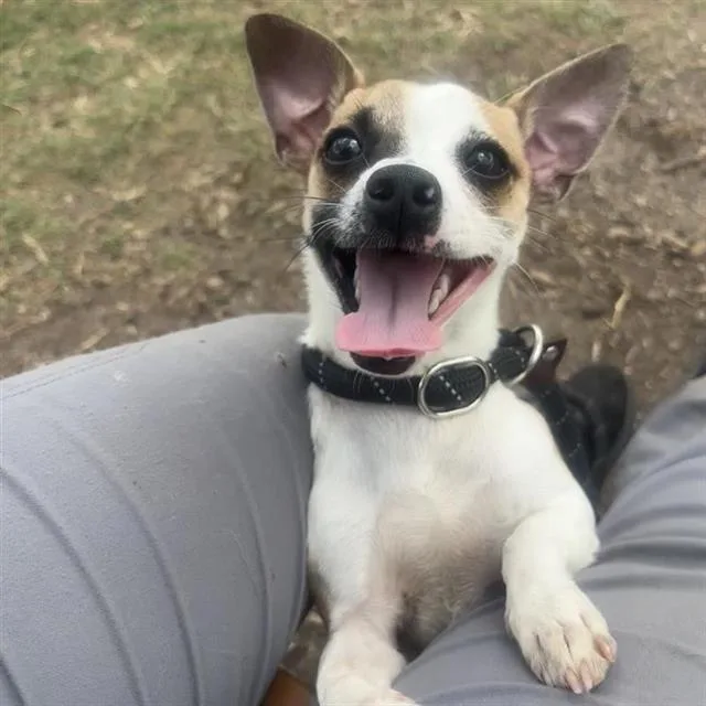 A young small-sized male Chihuahua dog named Strike for adoption in San Antonio, TX
