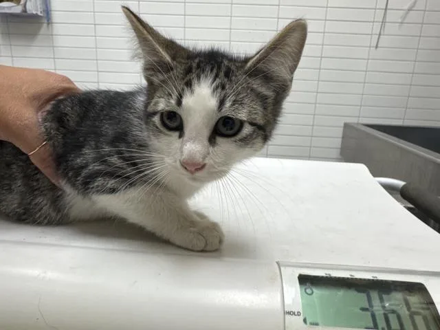 A baby small-sized male Domestic Short Hair cat named Bran for adoption in Los Angeles, CA