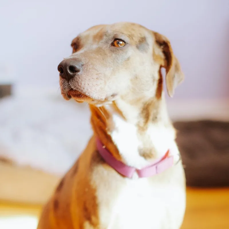 Apricot Hw + thumbnail 2