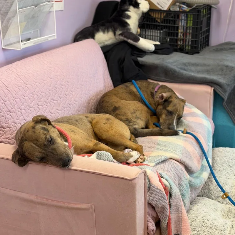 Apricot Hw + thumbnail 3