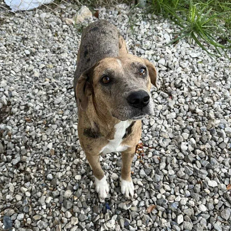 Apricot Hw + thumbnail 4