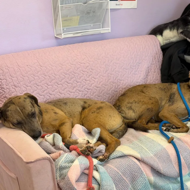 Apricot Hw + thumbnail 5