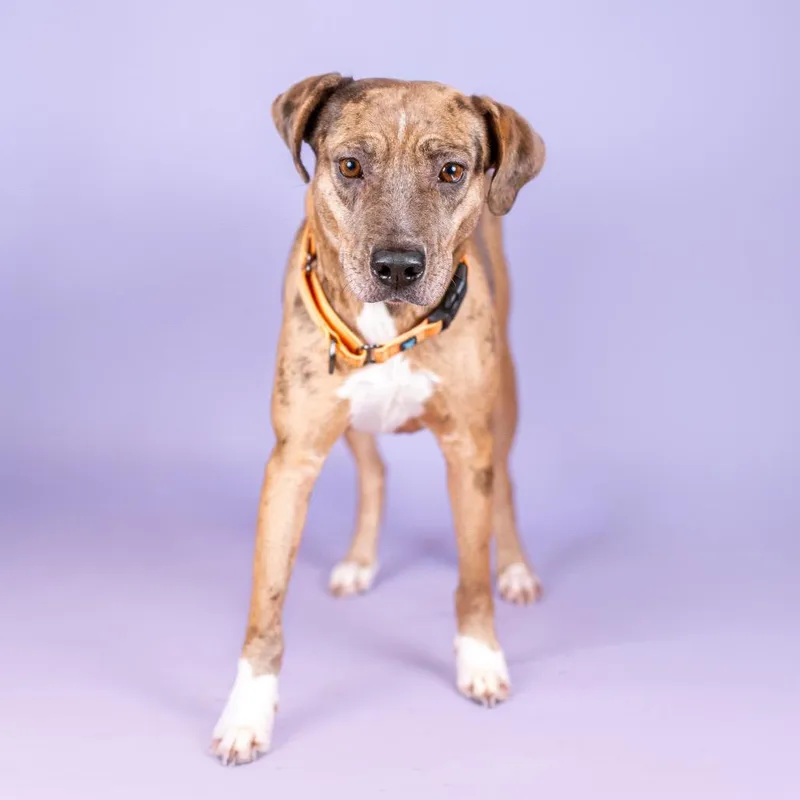 Apricot Hw + thumbnail 6