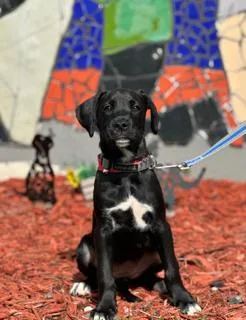 A young medium-sized female Boxer dog named Suede for adoption in Miami, FL