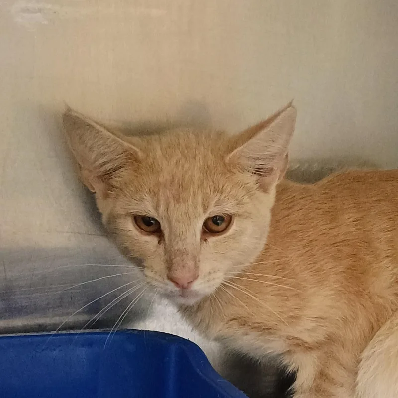 A baby small-sized male Orange / Red Domestic Short Hair cat named Melbourne for adoption in Palestine, TX