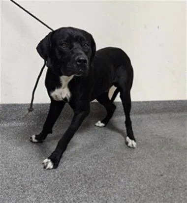 A young medium-sized male Mixed Breed dog named Hollywood for adoption in Los Angeles, CA