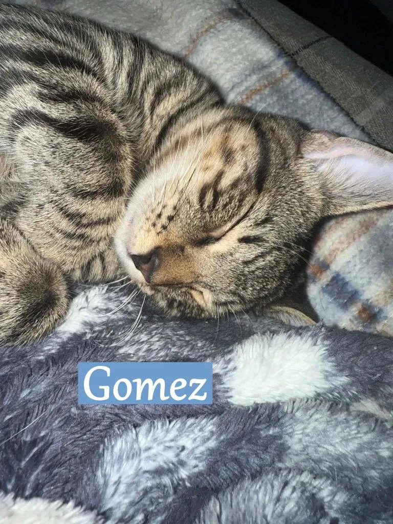 Gomez thumbnail 2
