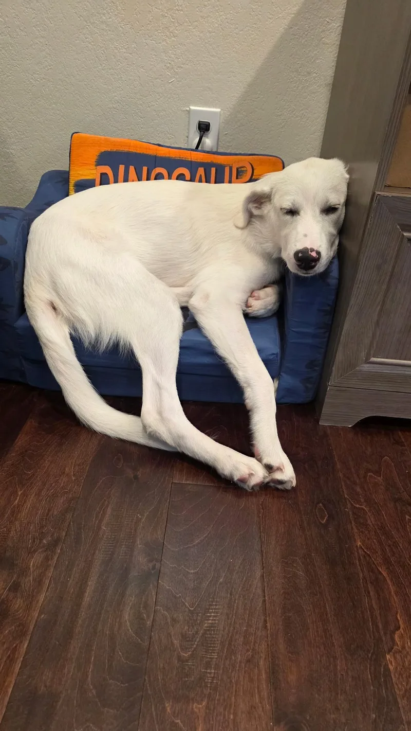 A baby large-sized male Great Pyrenees dog named Leonard for adoption in Pflugerville, TX