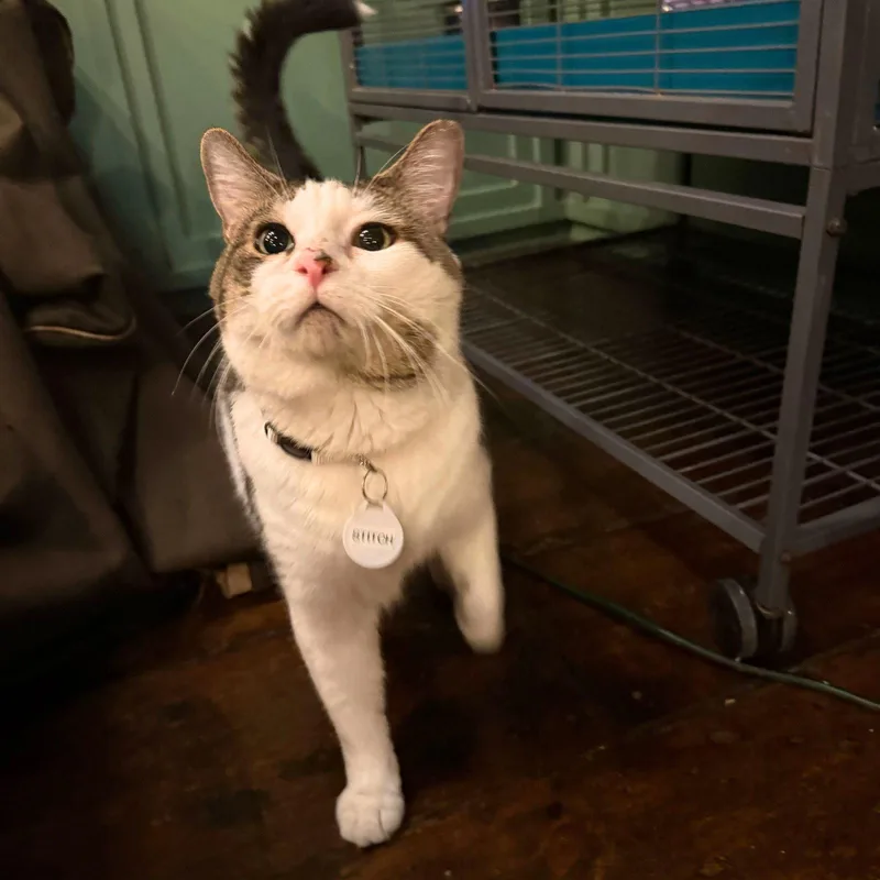 An adult medium-sized male Domestic Short Hair cat named Stitch for adoption in Brooklyn, NY