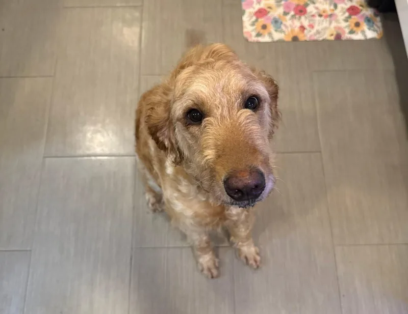 An adult large-sized female Golden Retriever dog named Peaches for adoption in Bloomfield Hills, MI