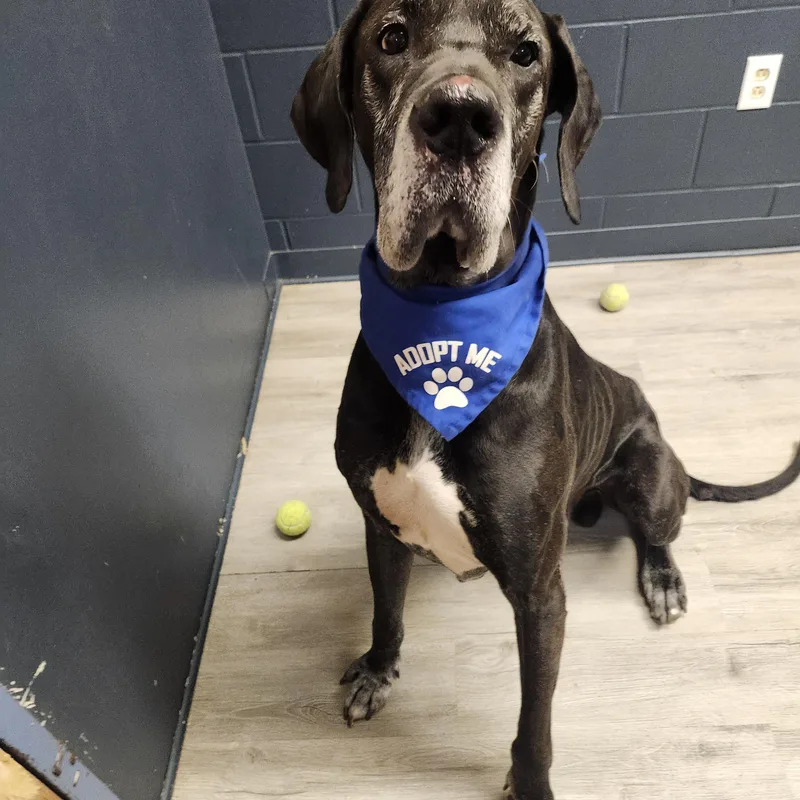 An adult extra large-sized male Black Great Dane dog named Kitt for adoption in Mansfield, OH