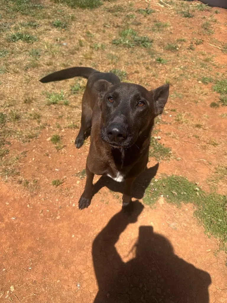 A young large-sized male Shepherd dog named Scooby for adoption in Lavonia, GA