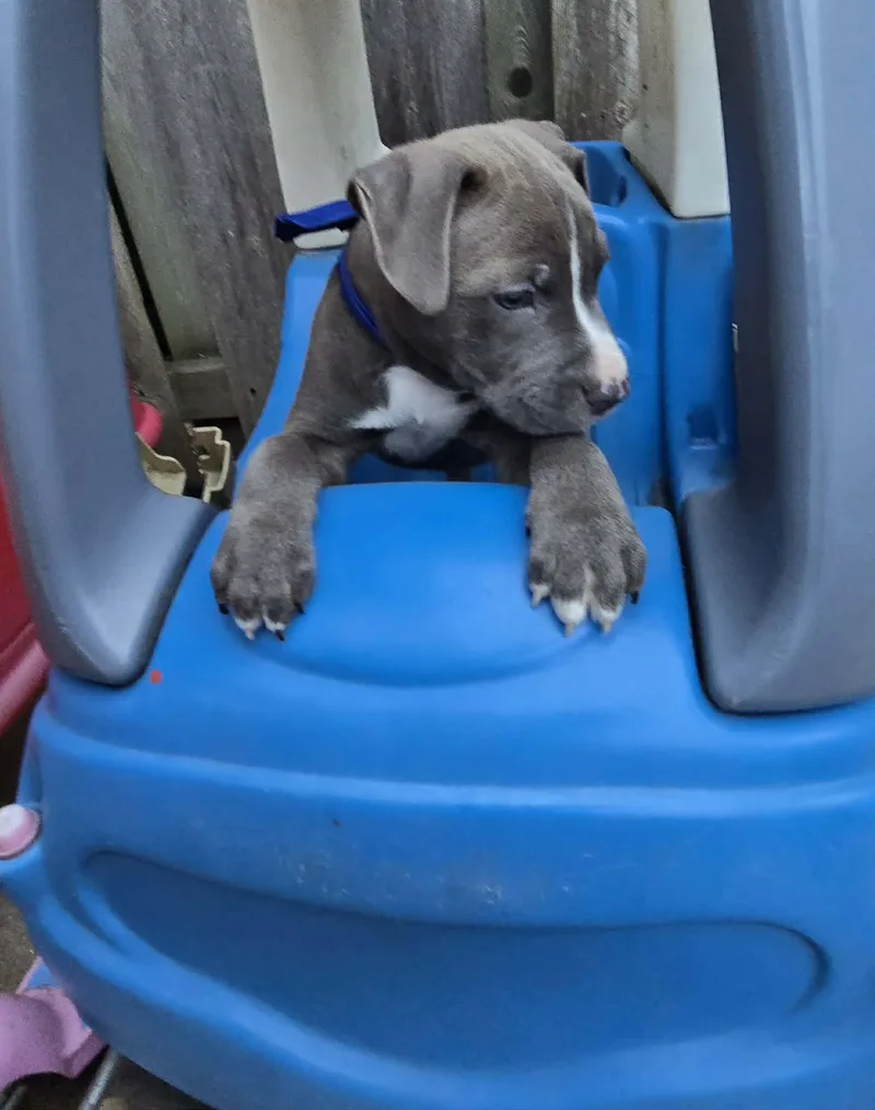 A baby medium-sized male Gray / Blue / Silver American Staffordshire Terrier dog named Capone for adoption in Union Grove, WI