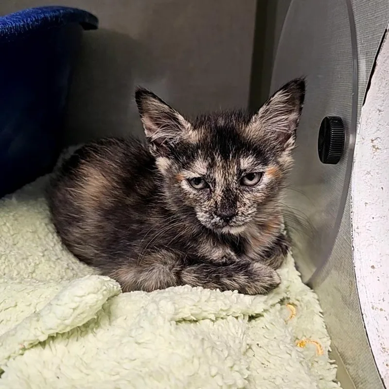 A baby small-sized female Tortoiseshell Domestic Short Hair cat named Zuri for adoption in Monroe, MI