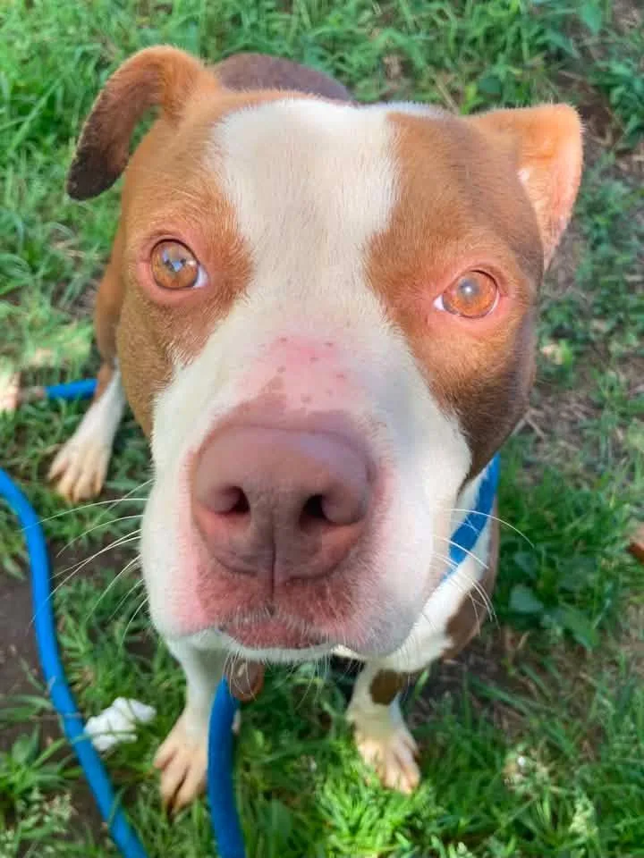 An adult medium-sized female Brown / Chocolate Pit Bull Terrier dog named Laverne for adoption in Chicago, IL