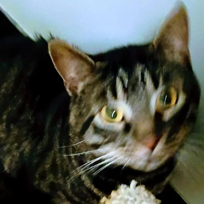 An adult small-sized male Brown / Chocolate Domestic Short Hair cat named Peanut for adoption in Shawnee, KS