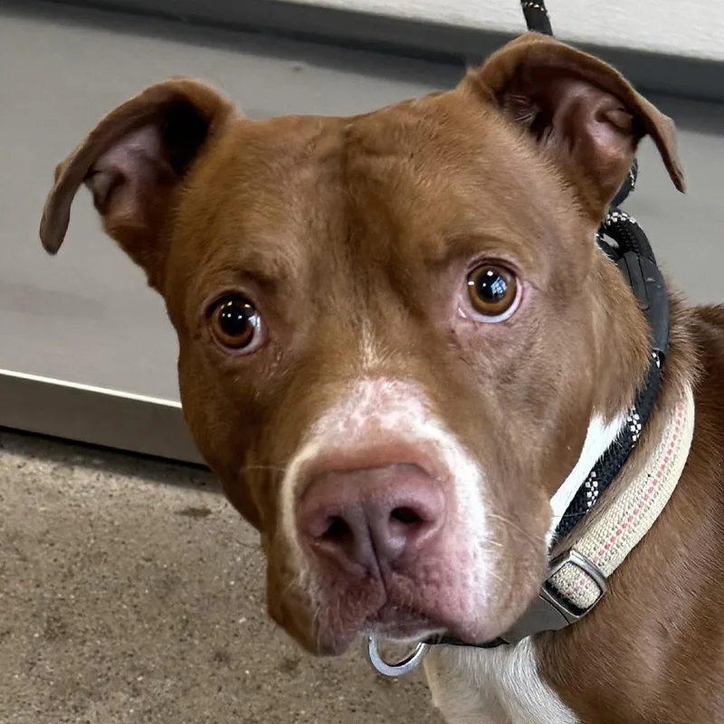 An adult medium-sized male Brown / Chocolate Mixed Breed dog named Dominus for adoption in Las Cruces, NM