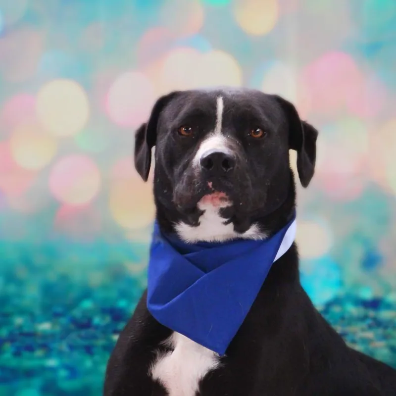 Bravo Jum thumbnail 2