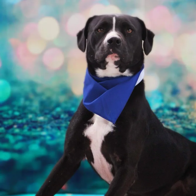 Bravo Jum thumbnail 3