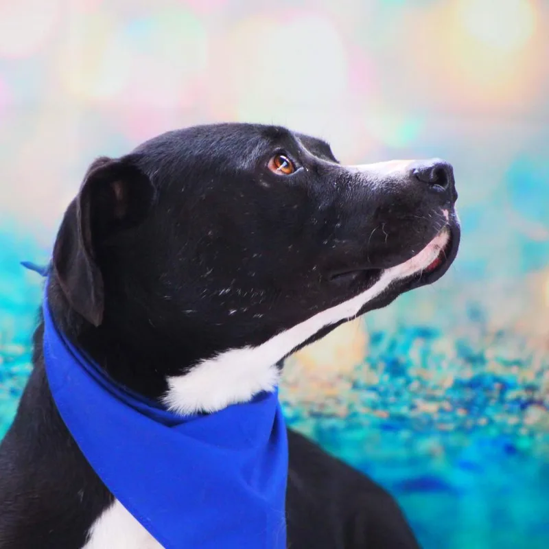 Bravo Jum thumbnail 4