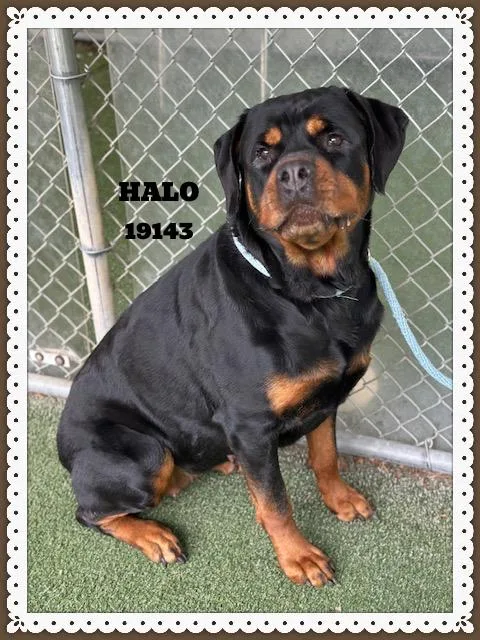 An adult extra large-sized female Bicolor Rottweiler dog named Halo for adoption in Marietta, GA