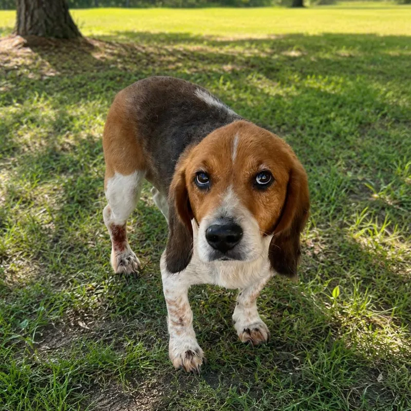 Handsome Harry