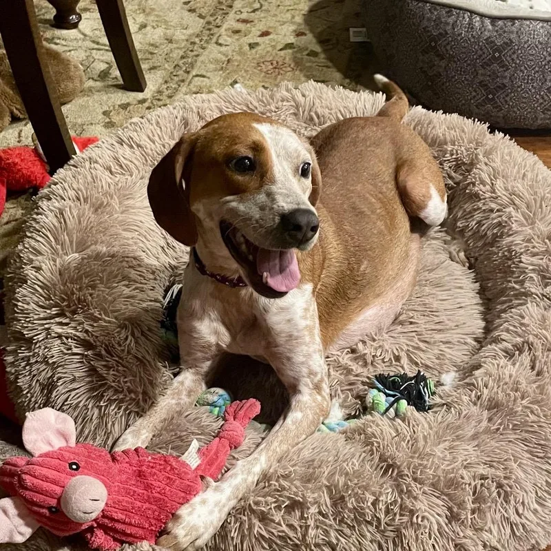 An adult medium-sized female Red / Chestnut / Orange Coonhound dog named Ida for adoption in Springboro, OH