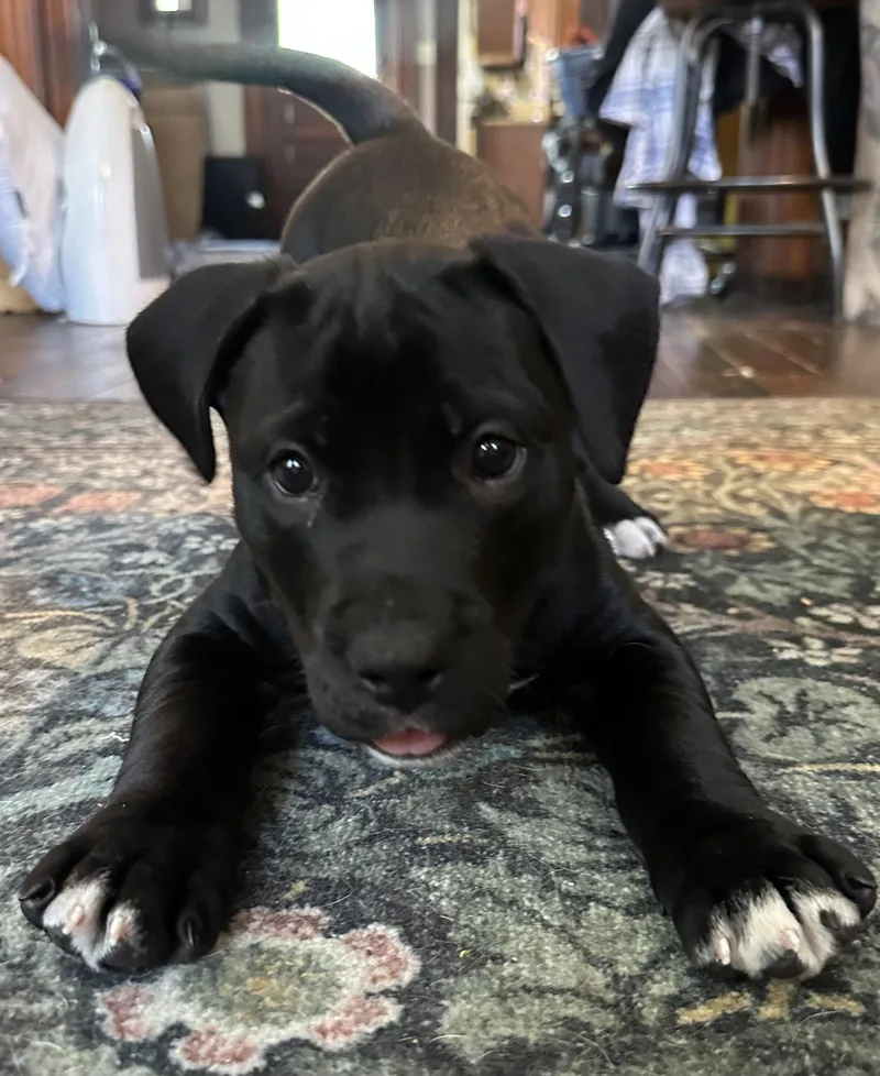 A baby medium-sized male Pit Bull Terrier dog named Garlic Breadsticks for adoption in Germantown, OH