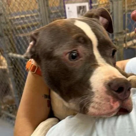 A young medium-sized male Gray / Blue / Silver Mixed Breed dog named Firecracker for adoption in Gadsden, AL