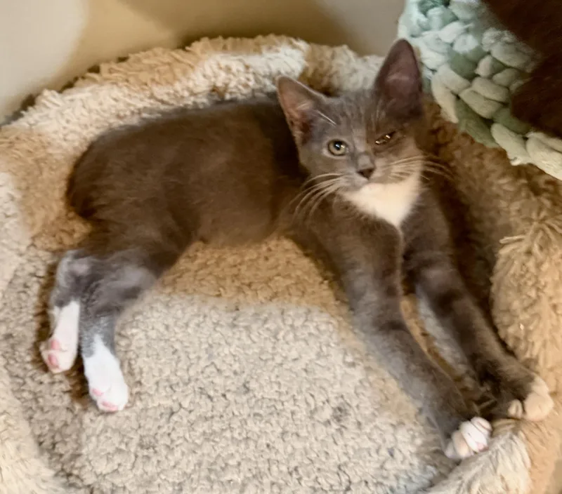 A baby medium-sized female Gray & White Domestic Short Hair cat named Macy for adoption in East Hanover, NJ