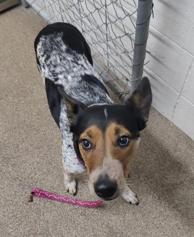 An adult medium-sized female Tricolor (Brown, Black, & White) Cattle Dog dog named Molly for adoption in Fruit Heights, UT