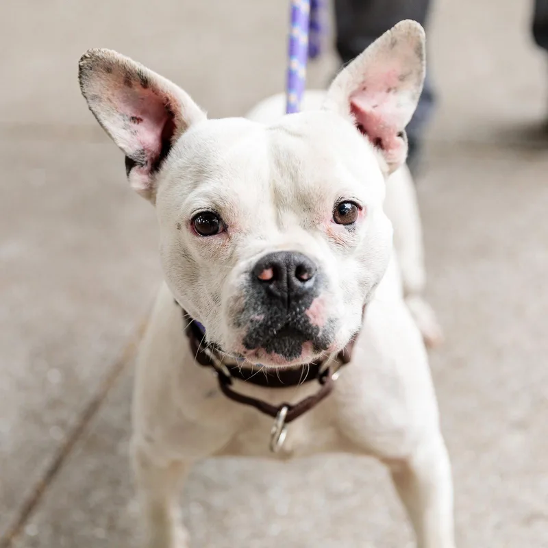 A young medium-sized male American Bulldog dog named Rowdy for adoption in Oakland, CA