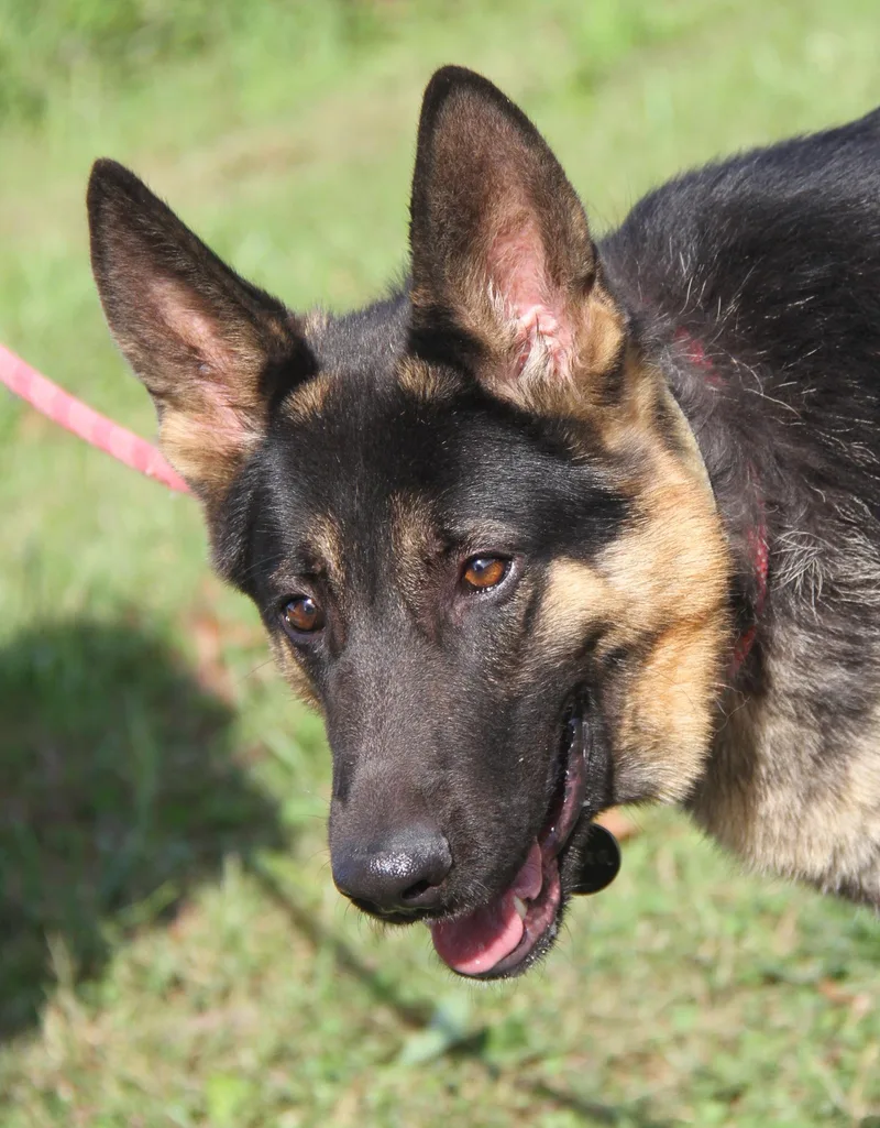 An adult large-sized male German Shepherd Dog dog named Bear for adoption in Marietta, OH