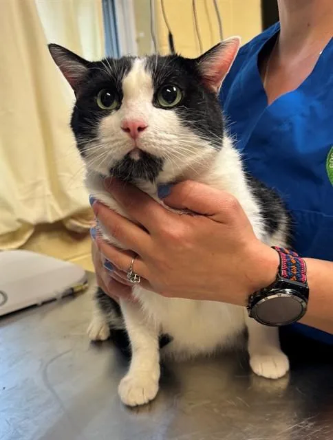 An adult medium-sized male Domestic Short Hair cat named Hercules for adoption in Cookeville, TN