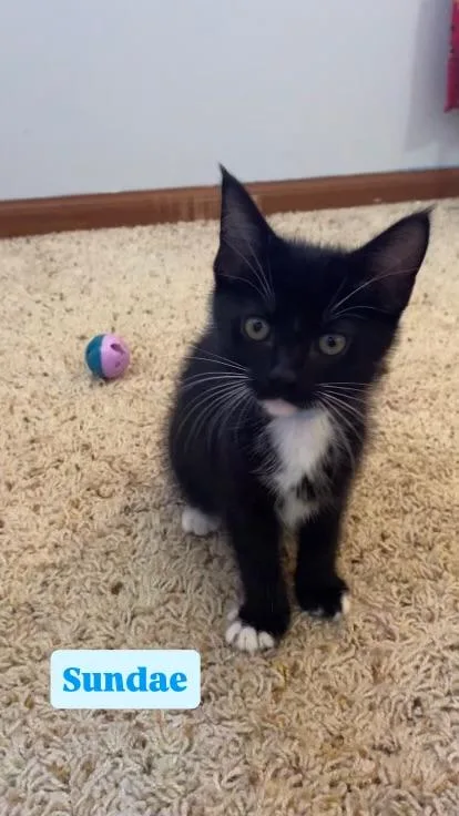 A baby medium-sized female Domestic Short Hair cat named Sundae for adoption in Crown Point, IN