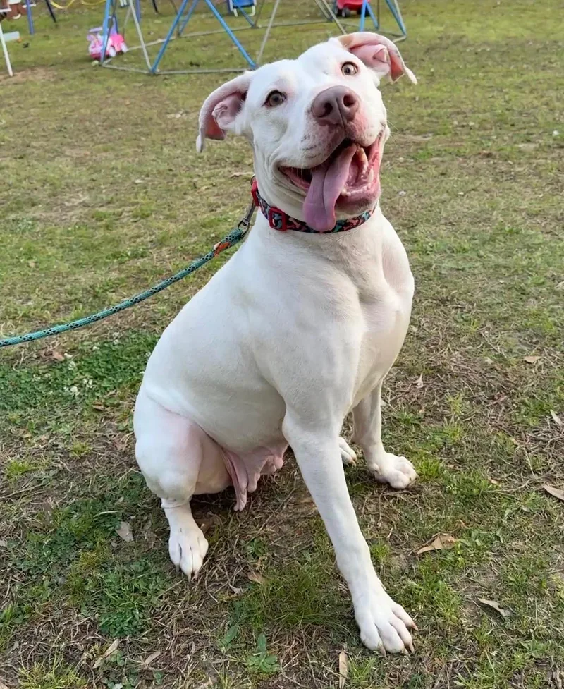 An adult medium-sized female White / Cream Boxer dog named Snow for adoption in Andover, MA
