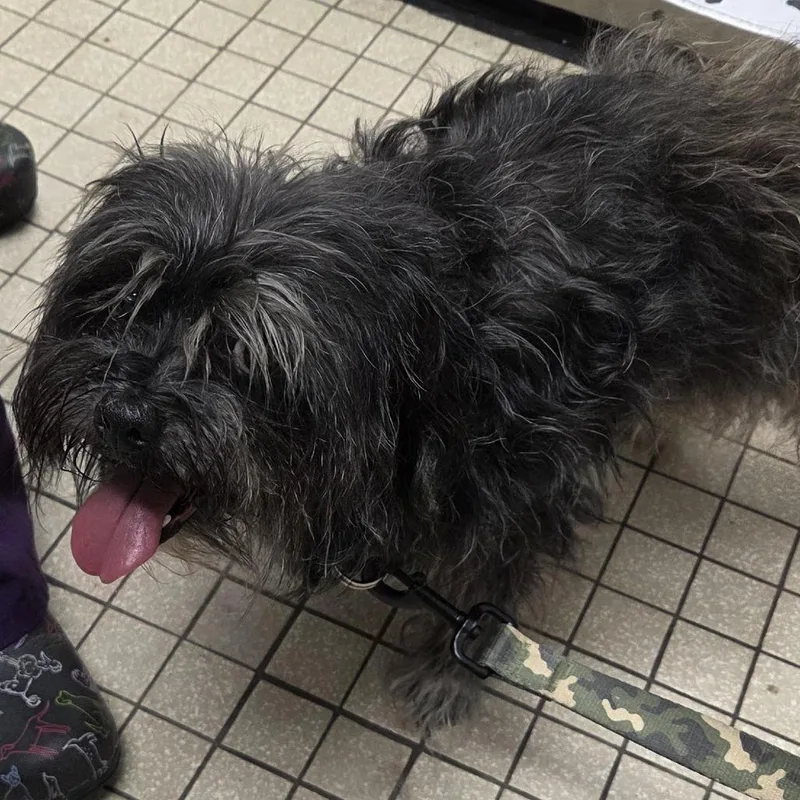 An adult small-sized male Black Shih Tzu dog named Toto for adoption in Camden, DE